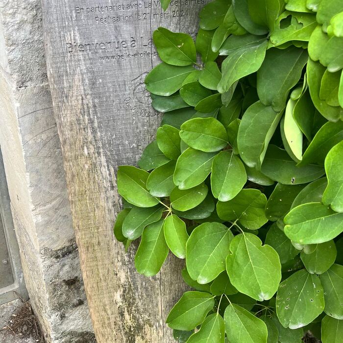 Lierre grimpant sur une palissade en bois.